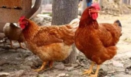 国外视频爆料出鸡的养殖,从孵化到餐桌的全程曝光